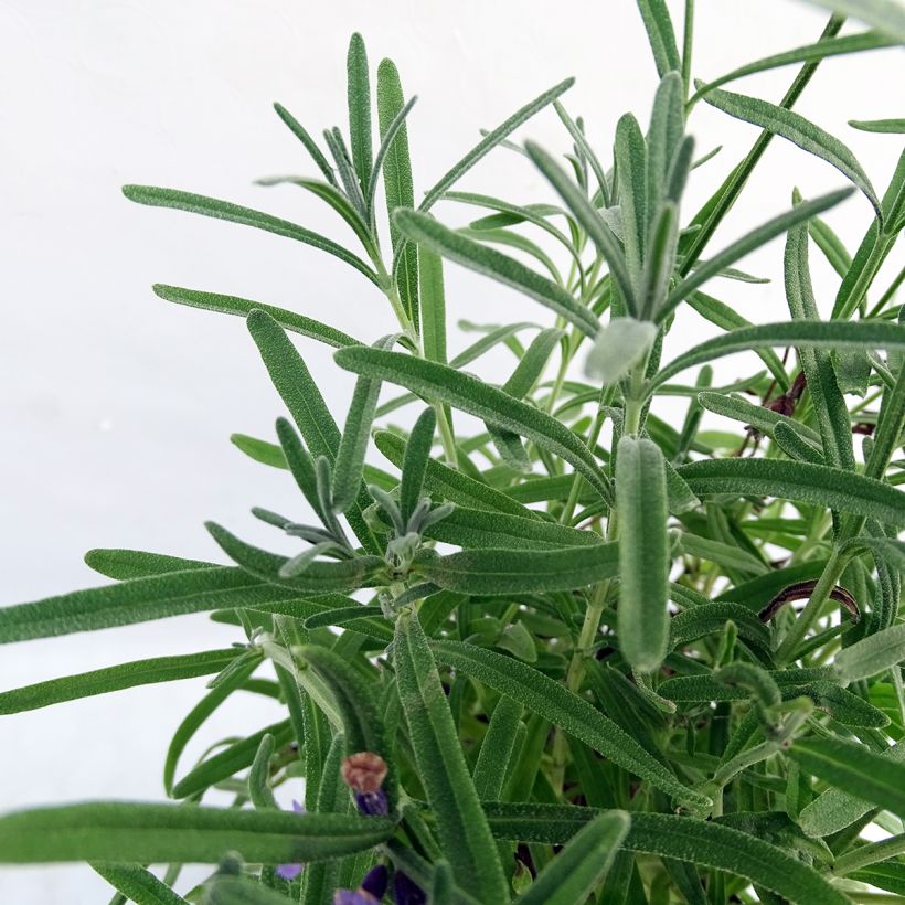 Lavandula angustifolia Essence Purple - Echter Lavendel (Foliage)