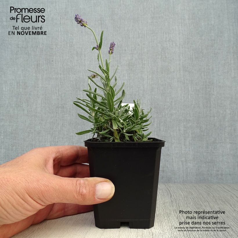 Example of Lavandula angustifolia Essence Purple - Echter Lavendel Kleine Töpfe von 8/9 cm as you get in automne
