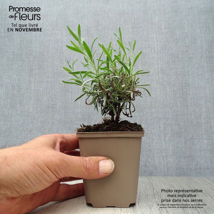 Example of Lavandula angustifolia Hidcote White - Echter Lavendel Kleine Töpfe von 8/9 cm as you get in automne