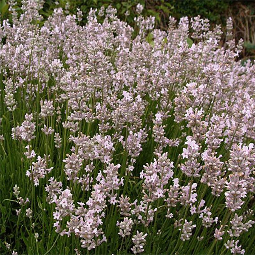 Lavandula angustifolia Rosea - Echter Lavendel (Plant habit)