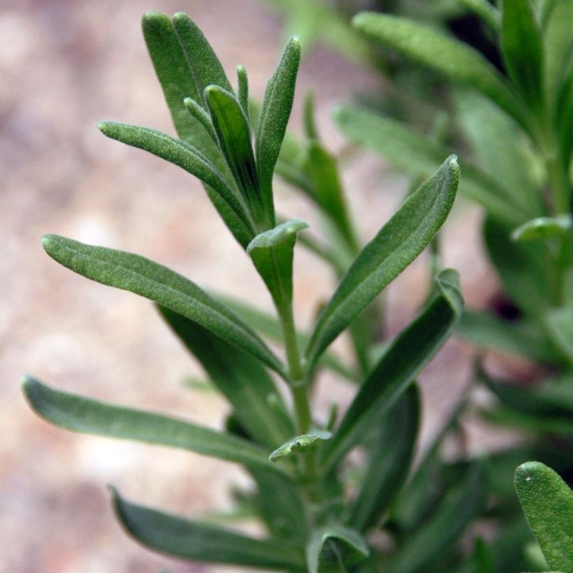 Lavandula angustifolia Siesta - Echter Lavendel (Foliage)