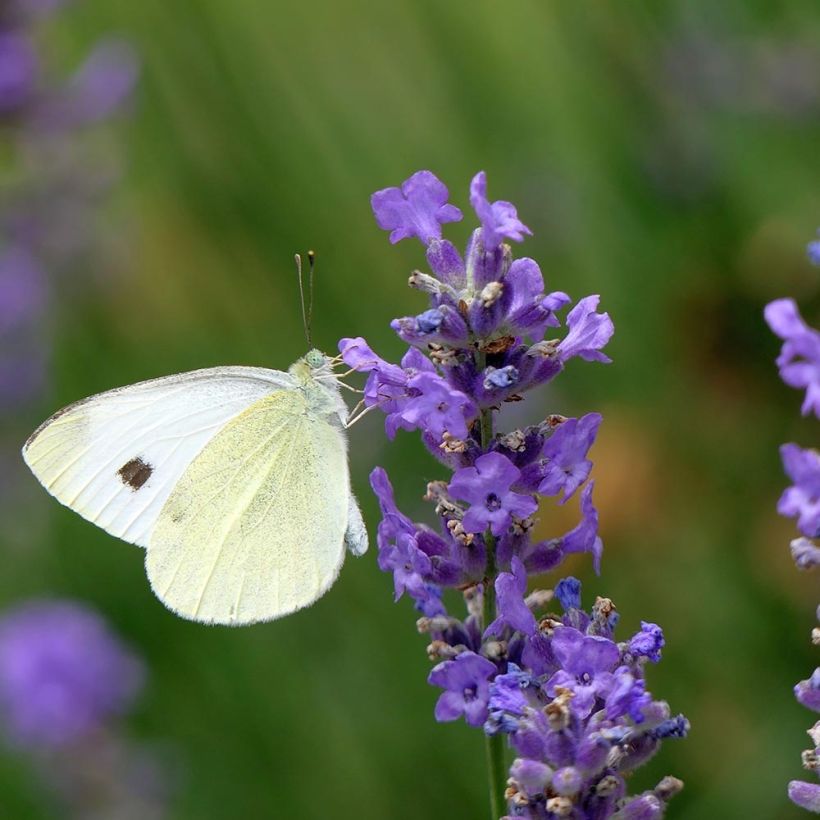 Lavandula angustifolia Siesta - Echter Lavendel (Flowering)