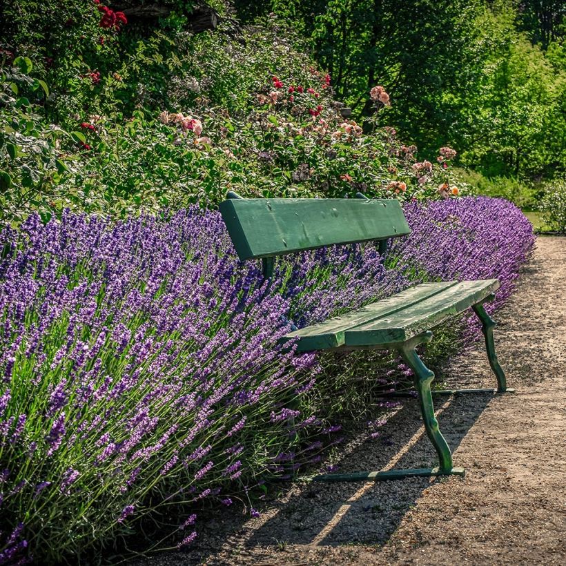 Lavandula angustifolia Siesta - Echter Lavendel (Plant habit)