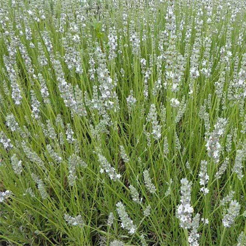 Lavandula angustifolia Silbermöwe - Echter Lavendel (Flowering)