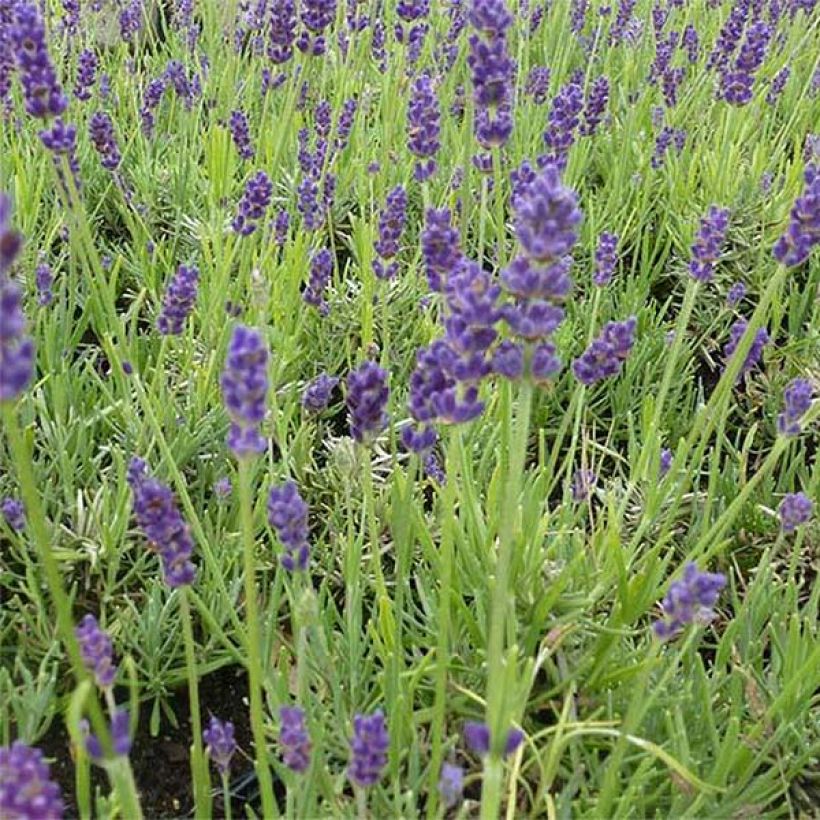 Lavandula angustifolia Twickel Purple - Echter Lavendel (Flowering)