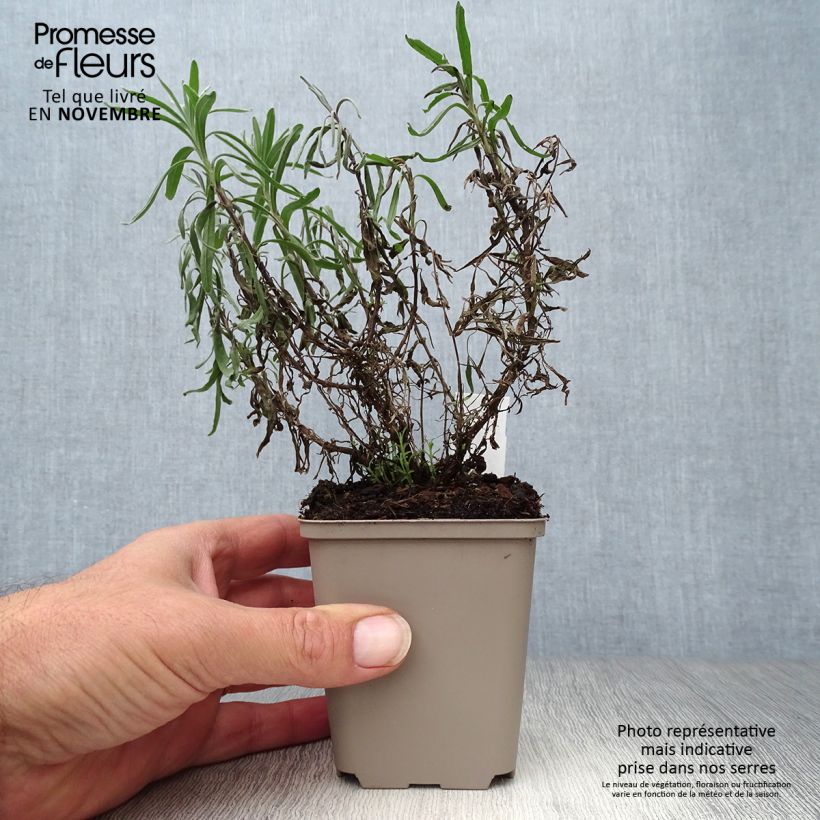 Example of Lavandula angustifolia Twickel Purple - Echter Lavendel Kleine Töpfe von 8/9 cm as you get in automne