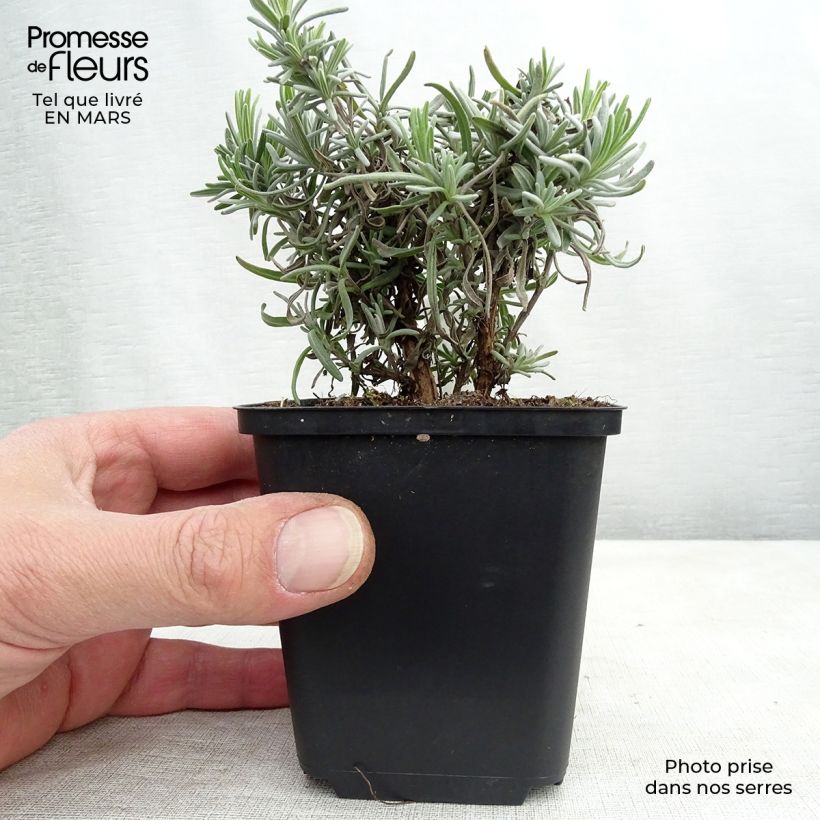 Exemplar von Lavandula angustifolia Twickel Purple - Echter Lavendel Kleine Töpfe von 8/9 cm wie im Frühjahr geliefert