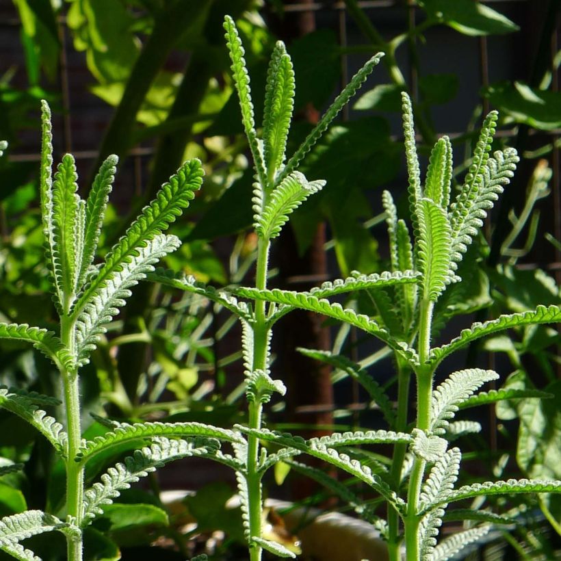 Lavandula dentata - Gezähnter Lavendel (Foliage)