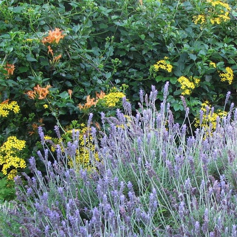Lavandula dentata - Gezähnter Lavendel (Plant habit)