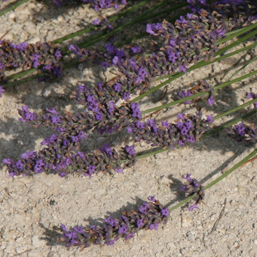 Lavandula intermedia Grosso - Provence-Lavendel (Flowering)