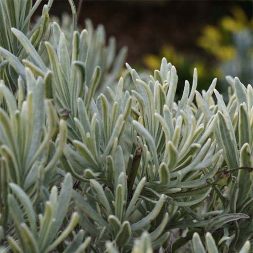 Lavandula intermedia Walburton's Silver Edge - Provence-Lavendel (Foliage)