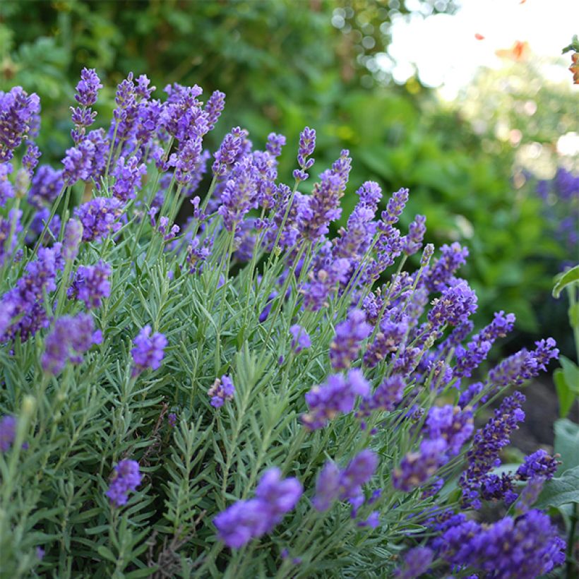 Lavandula intermedia Dutch Group - Provence-Lavendel (Flowering)