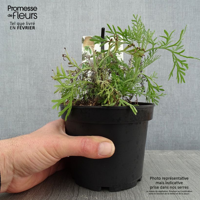 Example of Lavandula pinnata var. pinnata - Kanarischer Lavendel Topf mit 1,5L/2L as you get in hiver