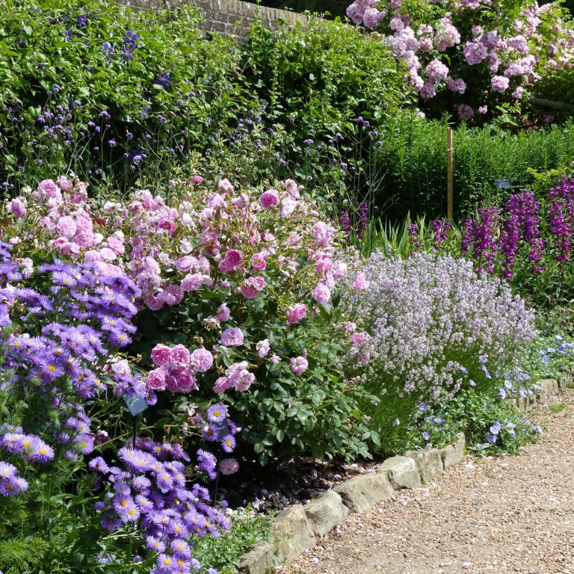 Lavandula angustifolia Rosea - Echter Lavendel (Wuchs)