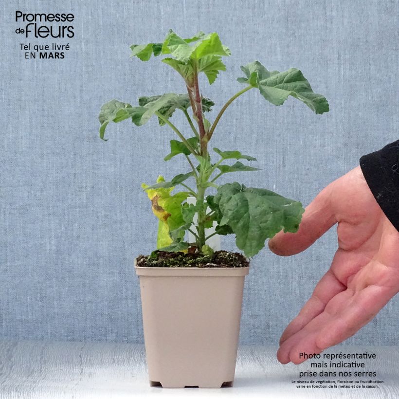Example of Buschmalve Blue Bird - Lavatera Kleine Töpfe von 8/9 cm as you get in printemps