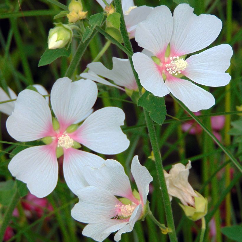 Buschmalve Frederique - Lavatera (Flowering)