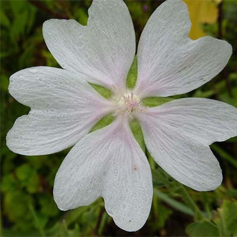 Buschmalve White Angel - Lavatera (Flowering)