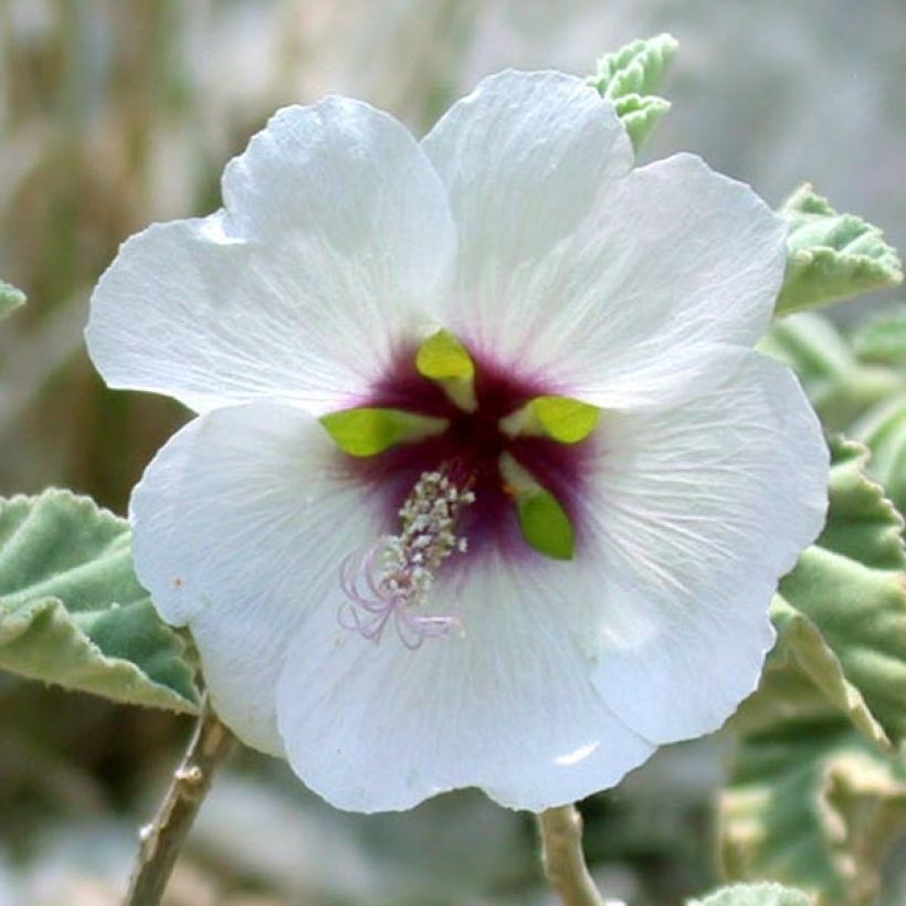 Lavatera maritima - Mittelmeer-Strauchmalve (Flowering)