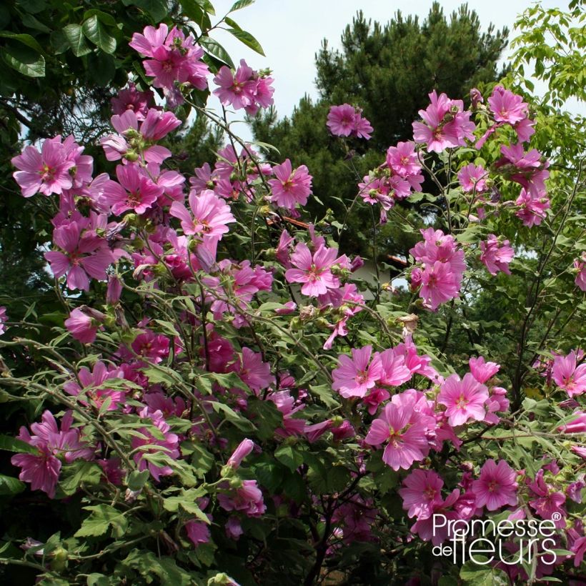 Lavatera olbia Rosea - Strauchpappel (Plant habit)