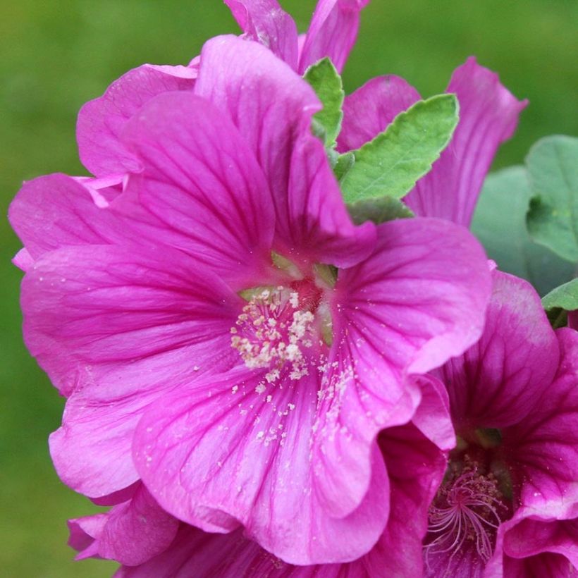 Lavatera thuringiaca Bredon Springs - Strauchpappel (Flowering)