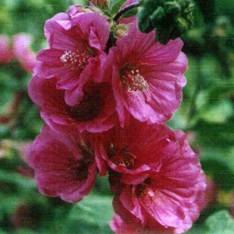 Buschmalve Red Rum - Lavatera (Flowering)