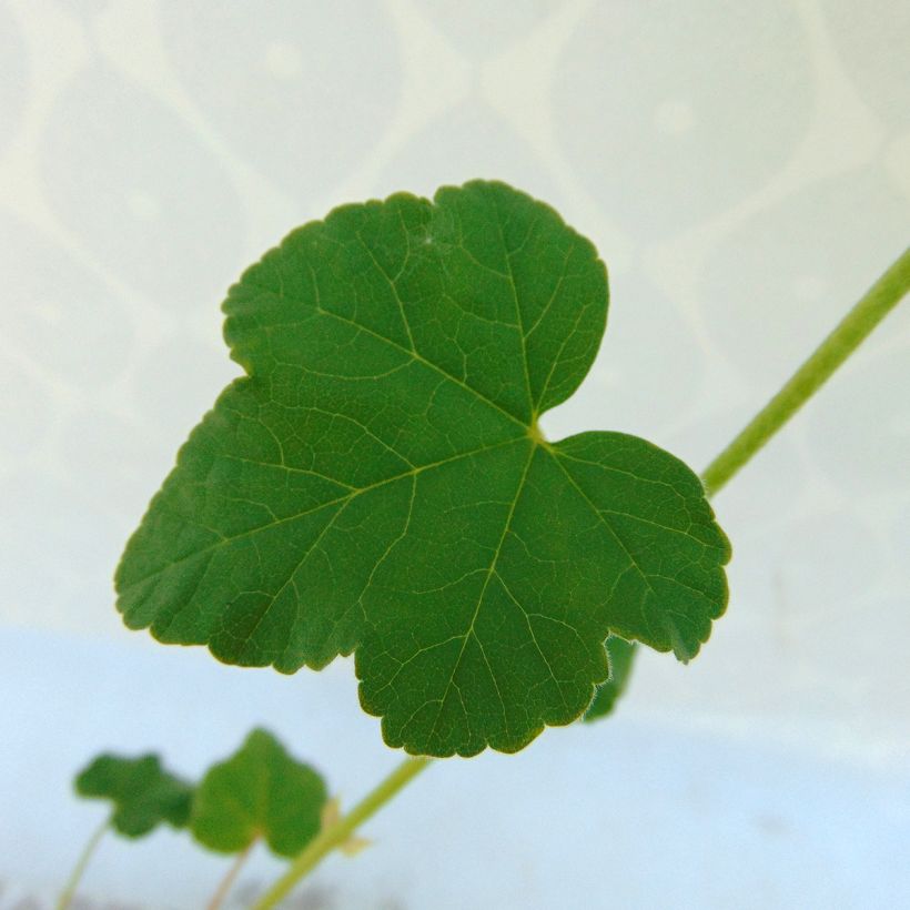 Buschmalve Barnsley - Lavatera (Foliage)
