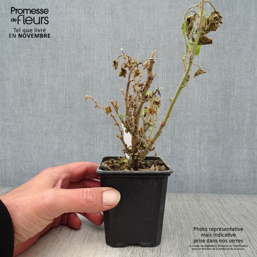 Example of Buschmalve Barnsley - Lavatera Kleine Töpfe von 8/9 cm as you get in automne