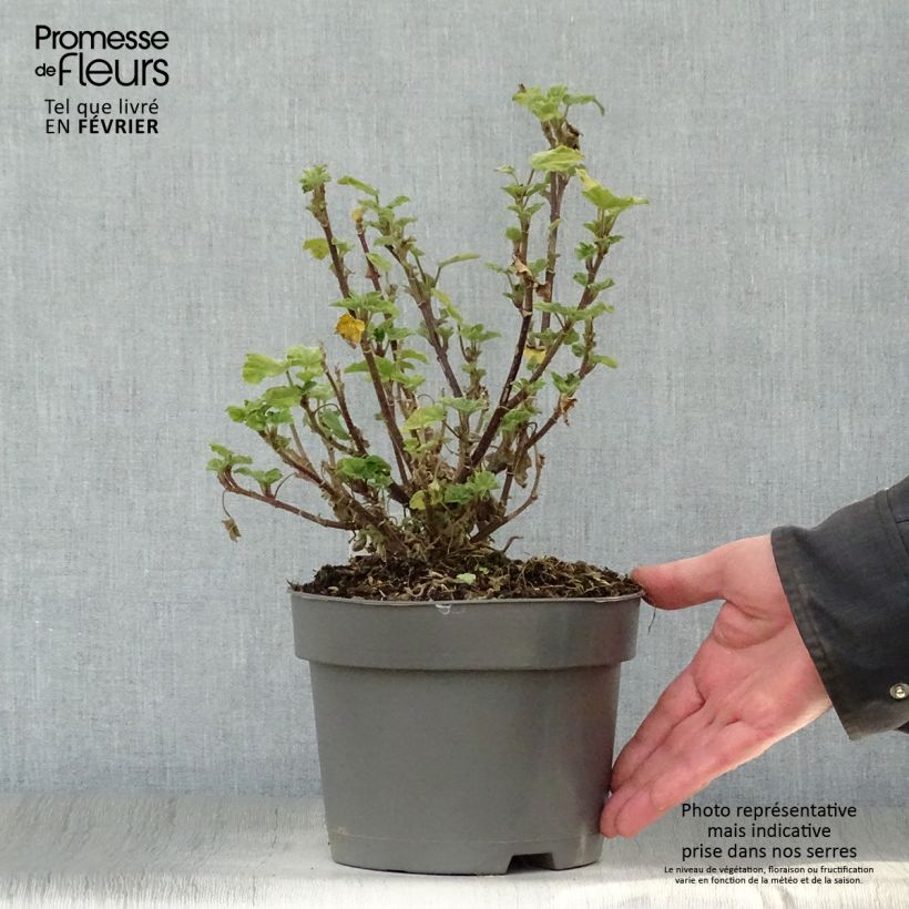 Exemplar von Buschmalve Barnsley - Lavatera Topf mit 2L/3L wie im Winter geliefert