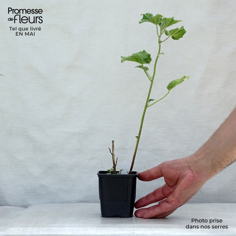 Exemplar von Buschmalve Barnsley Baby - Lavatera Kleine Töpfe von 8/9 cm wie im Frühjahr geliefert