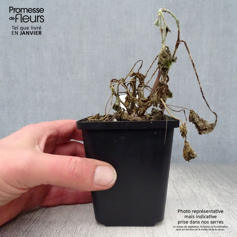 Exemplar von Buschmalve Barnsley Baby - Lavatera Kleine Töpfe von 8/9 cm wie im Winter geliefert