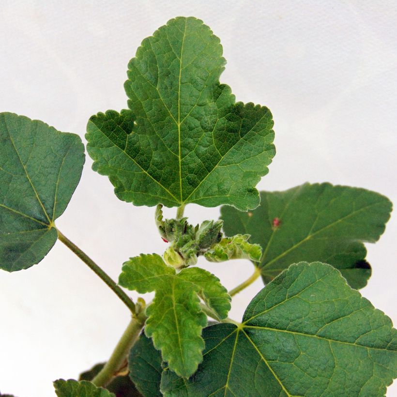 Buschmalve Blushing Bride - Lavatera (Foliage)