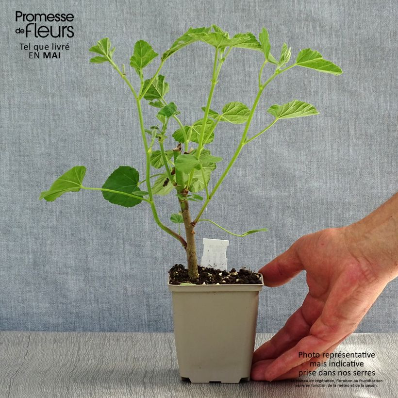 Exemplar von Buschmalve Blushing Bride - Lavatera Kleine Töpfe von 8/9 cm wie im Frühjahr geliefert