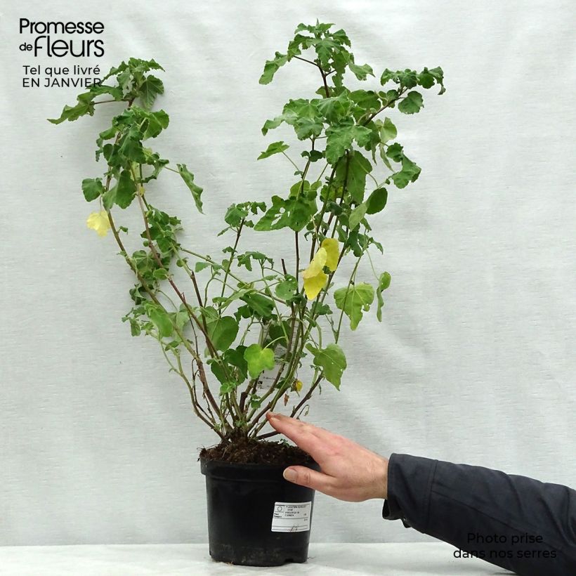 Exemplar von Buschmalve Burgundy Wine - Lavatera Topf mit 2L/3L wie im Winter geliefert