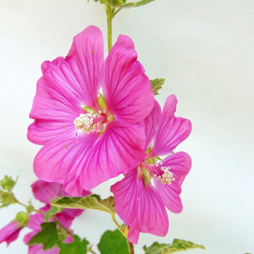 Buschmalve Burgundy Wine - Lavatera (Flowering)