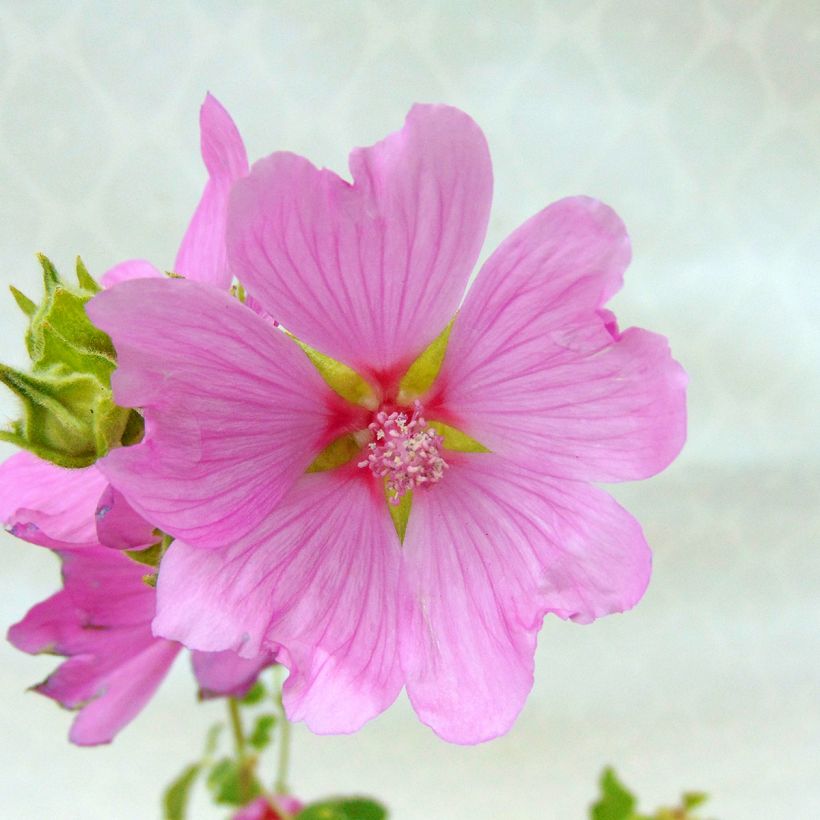 Buschmalve Candy Floss - Lavatera (Flowering)