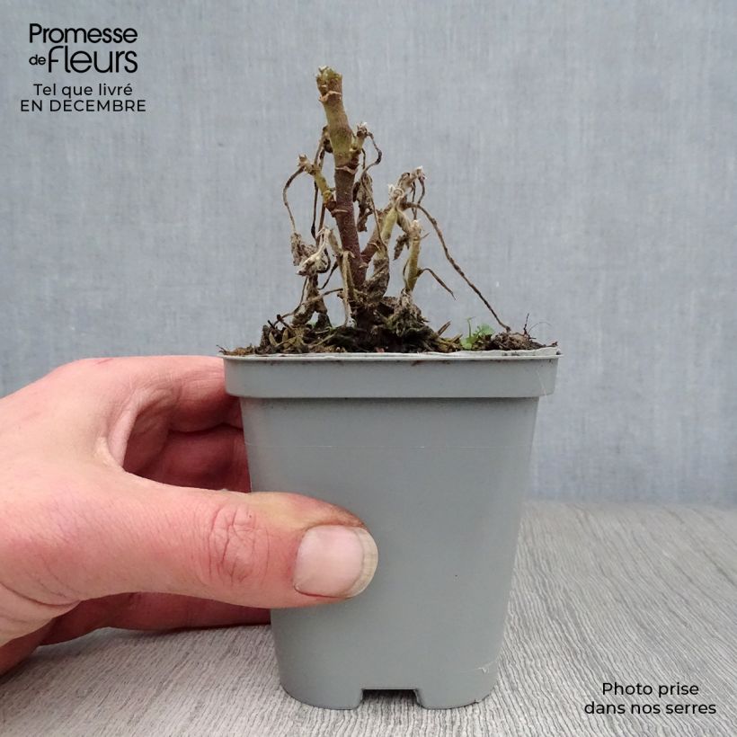 Exemplar von Buschmalve Candy Floss - Lavatera Kleine Töpfe von 8/9 cm wie im Winter geliefert