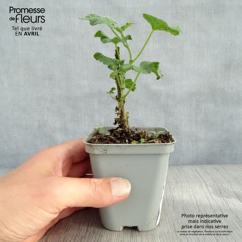 Exemplar von Buschmalve Candy Floss - Lavatera Kleine Töpfe von 8/9 cm wie im Frühjahr geliefert