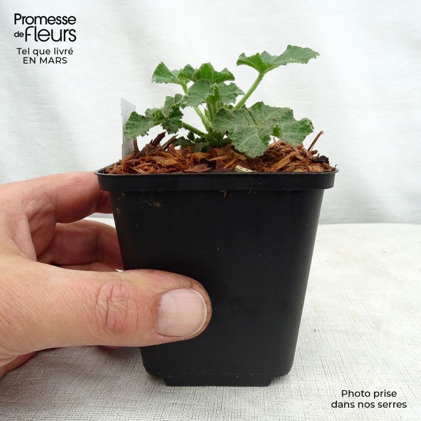 Exemplar von Buschmalve White Angel - Lavatera Kleine Töpfe von 8/9 cm wie im Frühjahr geliefert