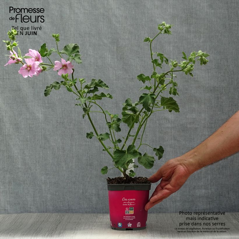 Exemplar von Lavatera olbia Rosea - Strauchpappel Topf mit 2L/3L wie im Sommer geliefert