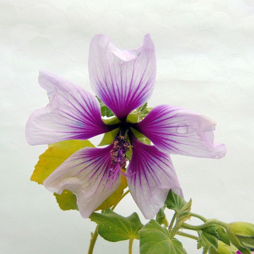 Lavatera maritima Bicolor - Mittelmeer-Strauchmalve (Flowering)