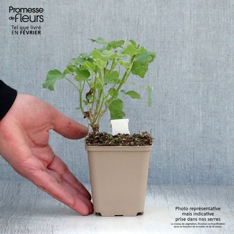 Exemplar von Lavatera maritima Bicolor - Mittelmeer-Strauchmalve Kleine Töpfe von 8/9 cm wie im Winter geliefert