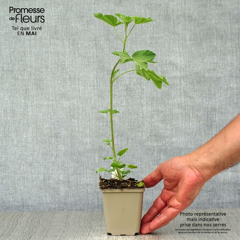 Exemplar von Lavatera maritima Bicolor - Mittelmeer-Strauchmalve Kleine Töpfe von 8/9 cm wie im Frühjahr geliefert