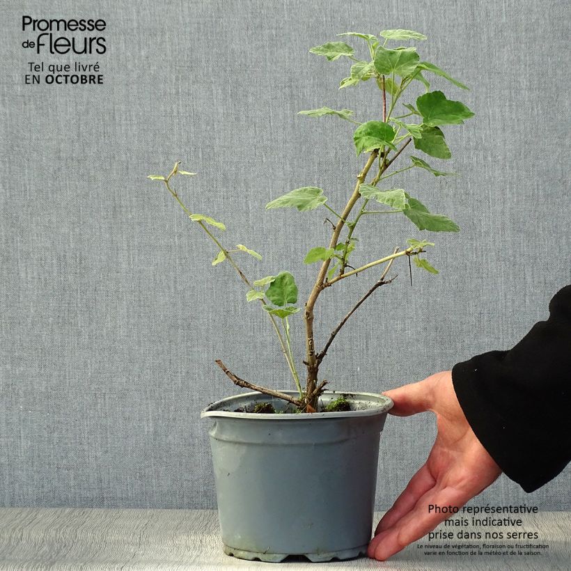 Example of Lavatera thuringiaca Bredon Springs - Strauchpappel Topf mit 2L/3L as you get in automne