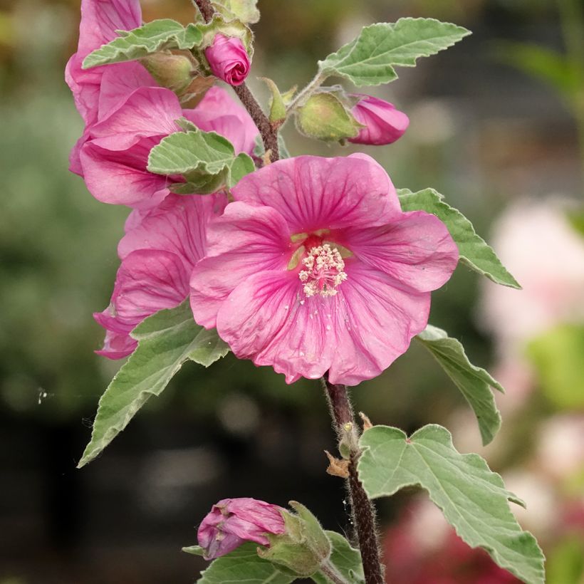 Lavatera thuringiaca Bredon Springs - Strauchpappel (Blüte)