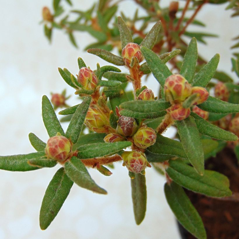 Ledum groenlandicum Helma - Grönländischer Porst (Foliage)