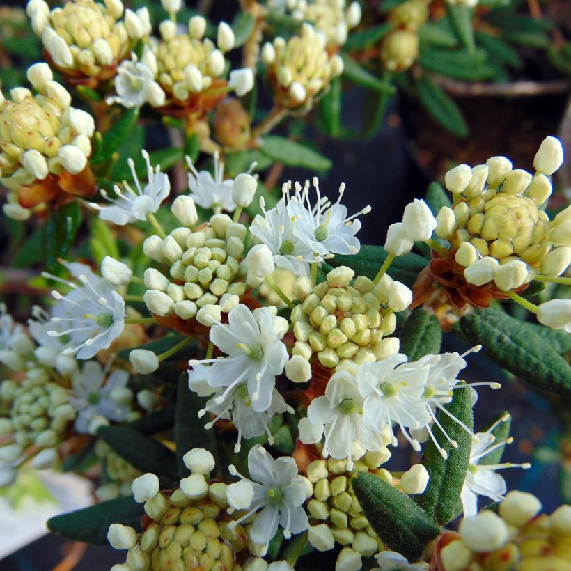 Ledum groenlandicum Helma - Grönländischer Porst (Flowering)