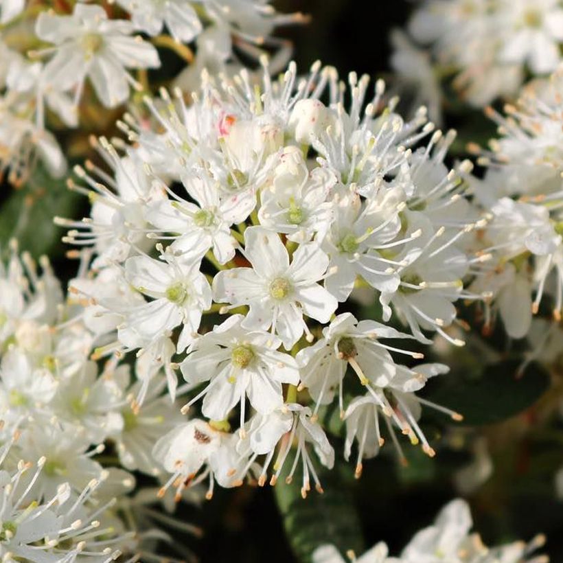 Ledum groenlandicum Compactum - Grönländischer Porst (Flowering)