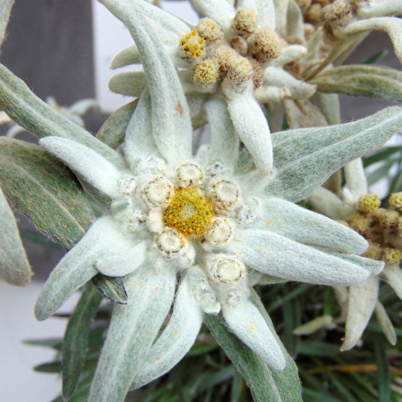 Alpen-Edelweiß Blossom of Snow - Leontopodium alpinum (Flowering)