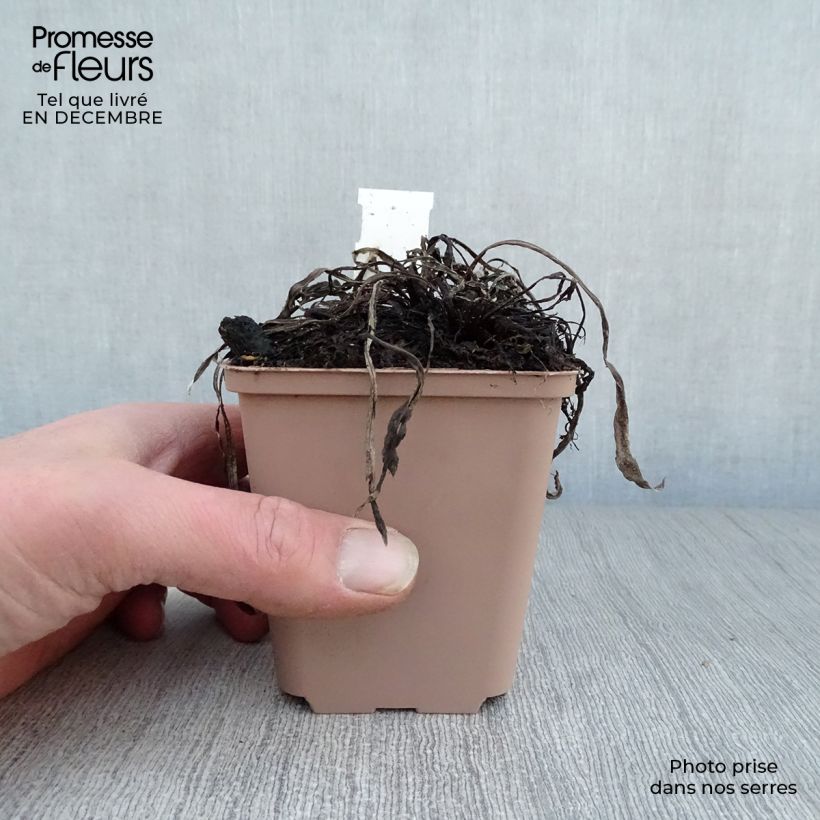 Exemplar von Alpen-Edelweiß Blossom of Snow - Leontopodium alpinum Kleine Töpfe von 8/9 cm wie im Winter geliefert