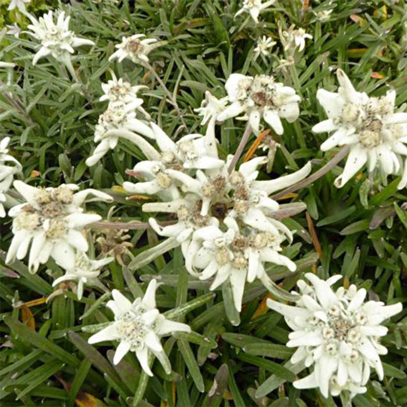 Alpen-Edelweiß Mont Blanc - Leontopodium alpinum (Flowering)